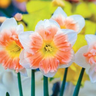 Mallee Daffodil Thumbnail